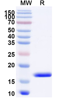 CXCL11/I-TAC Camelus Monoclonal Antibody