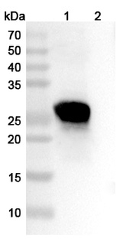 KLK5 Mouse Monoclonal Antibody