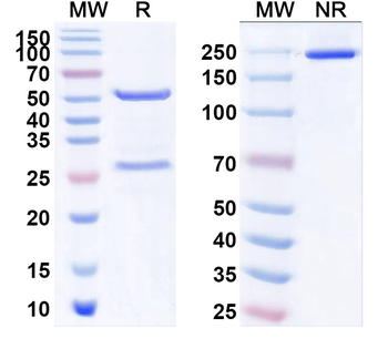 CDV Protein N/Nucleoprotein Mouse Monoclonal Antibody