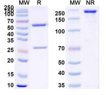 CPV2/FPV Capsid protein VP1 Mouse Monoclonal Antibody