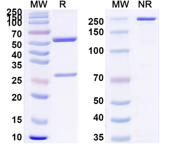CPV2/FPV Capsid protein VP1 Mouse Monoclonal Antibody