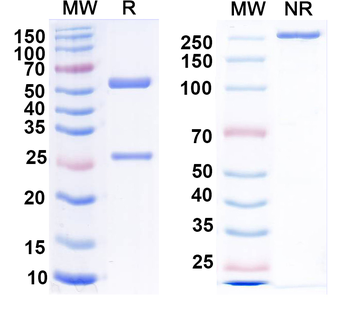 CPV-2 Capsid protein VP2 Canine Monoclonal Antibody