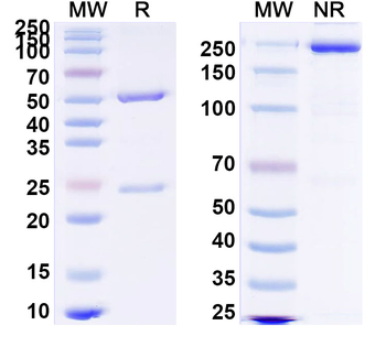 HRSV F/F protein Human Monoclonal Antibody