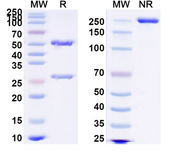 HRSV F/F protein Human Monoclonal Antibody