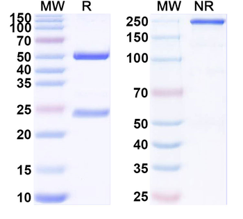 HRSV-A/B F Protein Human Monoclonal Antibody