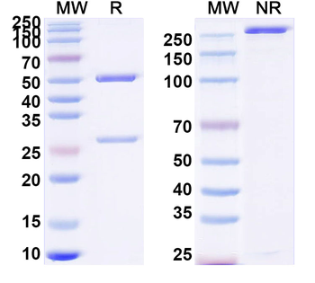 NRG1/Neuregulin-1 Mouse Monoclonal Antibody