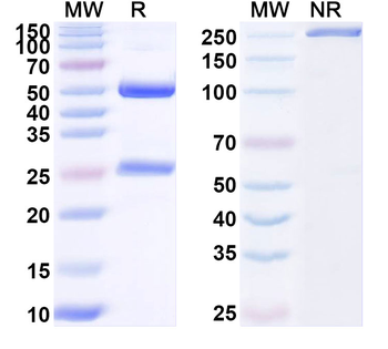HRSV F Protein Mouse Monoclonal Antibody