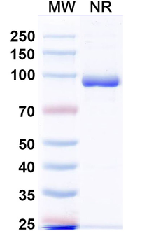 MPXV A29L Human Monoclonal Antibody