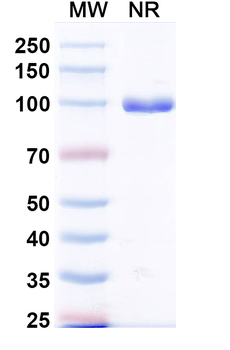 MPXV A29L Human Monoclonal Antibody