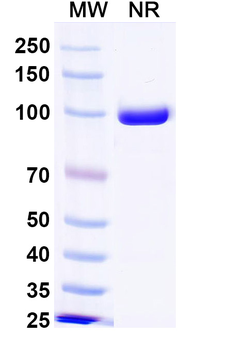 MPXV A29L Human Monoclonal Antibody