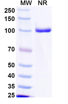 MPXV A29L Human Monoclonal Antibody