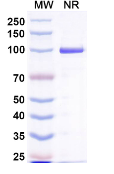 MPXV A29L Human Monoclonal Antibody