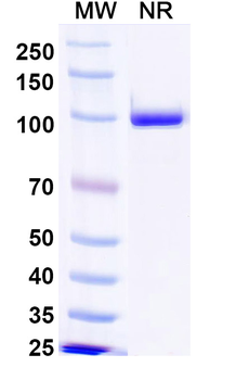 MPXV A29L Human Monoclonal Antibody