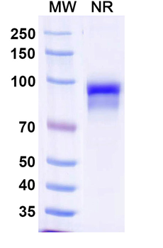 MPXV A29L Human Monoclonal Antibody