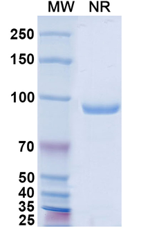 MPXV A29L Human Monoclonal Antibody
