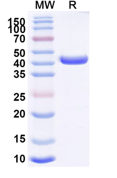 MPXV A29L Human Monoclonal Antibody