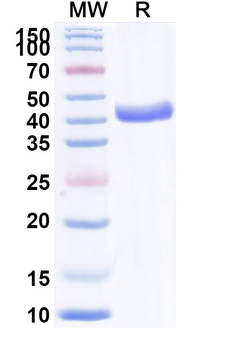 MPXV A29L Human Monoclonal Antibody