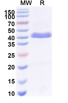 MPXV A29L Human Monoclonal Antibody