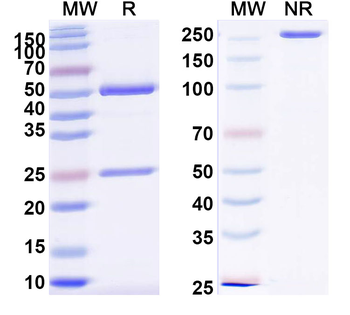 PHLPV/Allergen Phl p V Human Monoclonal Antibody