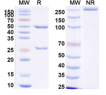 PHLPV/Allergen Phl p V Human Monoclonal Antibody