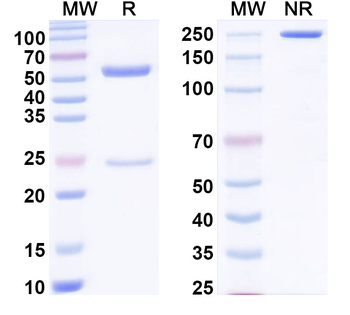 PHLPI/Allergen Phl p I Human Monoclonal Antibody