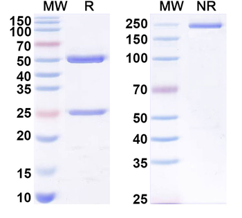 LPS/Lipopolysaccharide Mouse Monoclonal Antibody