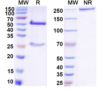 Dabigatran Etexilate Mouse Monoclonal Antibody