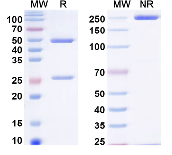 HIV1 env/Env polyprotein Human Monoclonal Antibody