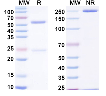 HIV1 env/Env polyprotein Broadly Neutralizing Human Monoclonal Antibody