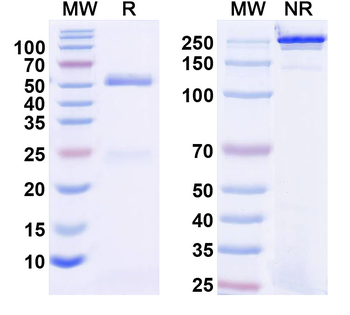 CD132/IL2RG Mouse Monoclonal Antibody
