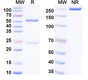 HIV-1 gp140/Env Trimer Broadly Neutralizing Human Monoclonal Antibody