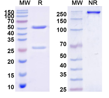 HIV-1 gp140/Env Trimer Broadly Neutralizing Human Monoclonal Antibody