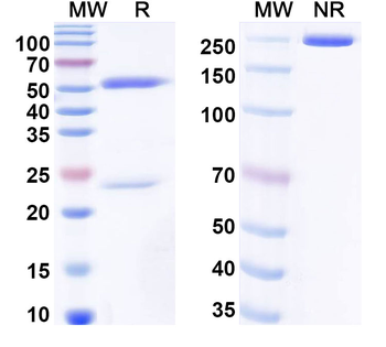 CVA16 mature virion in complex Human Monoclonal Antibody