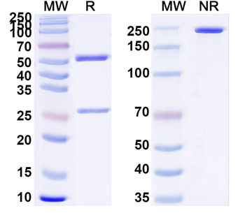 CFH Mouse Monoclonal Antibody