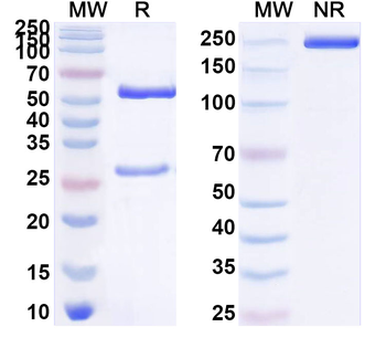 GLP1R Mouse Monoclonal Antibody
