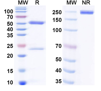 FN1/Fibronectin Mouse Monoclonal Antibody