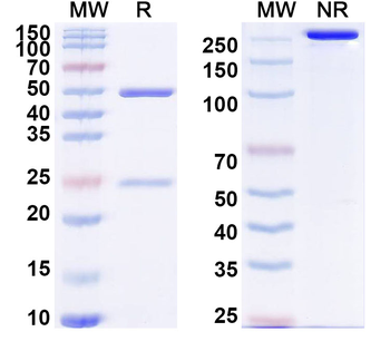 CCL2/MCP-1 Mouse Monoclonal Antibody