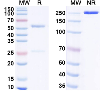 HMGB1 Mouse Monoclonal Antibody