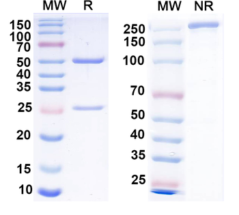 Vaccinia virus/VACV B5R Mouse Monoclonal Antibody