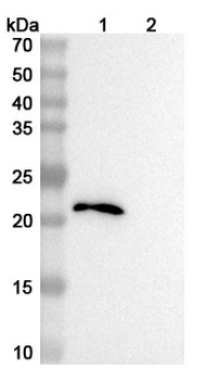 CCL11/Eotaxin Human Monoclonal Antibody