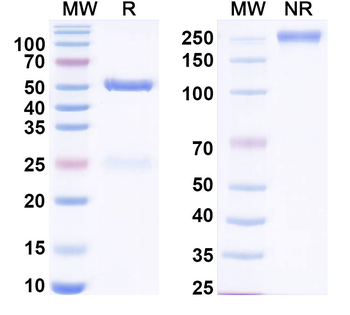 CCL8/MCP-2 Human Monoclonal Antibody