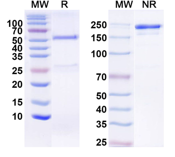 FGF21 Human Monoclonal Antibody