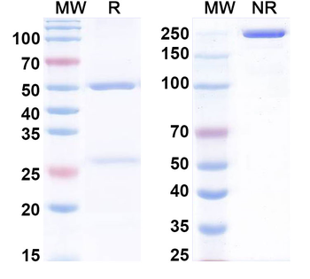 GDF2/BMP9 Human Monoclonal Antibody