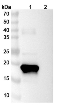 CSF3/G-CSF Human Monoclonal Antibody