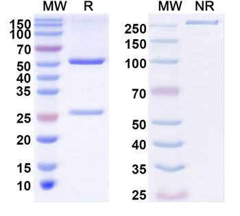 LTA/TNF-beta Human Monoclonal Antibody