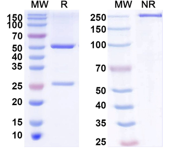 TNFa/TNF-alpha Human Monoclonal Antibody