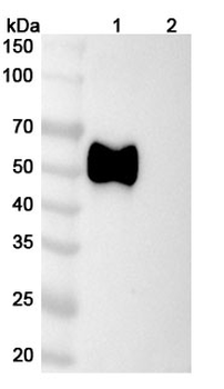 HSV1/HHV1 gE/Envelope glycoprotein E Human Monoclonal Antibody