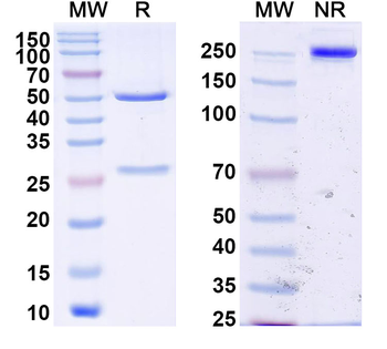 HSV1/HHV1 gD/Envelope glycoprotein D Human Monoclonal Antibody