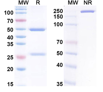 HSV1/HHV1 gB/Envelope glycoprotein B Human Monoclonal Antibody