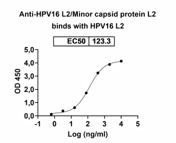 HPV16 L2/Minor capsid protein L2 Human Monoclonal Antibody